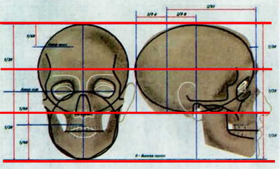  Стандартные пропорции головы человека 